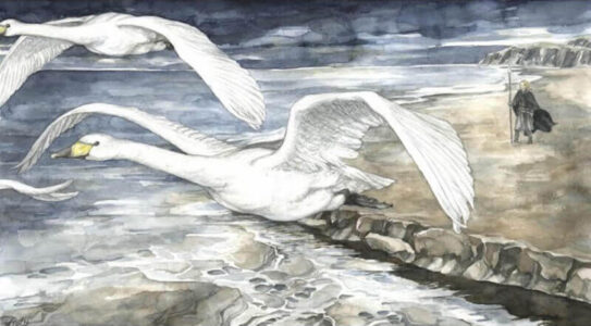 Following the Swans Following the Swans © Anke Eißmann